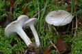 Hygrophorus agathosmus